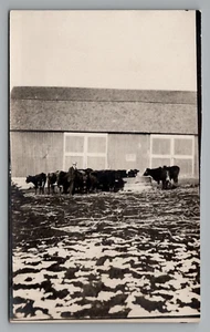 Postal de colección granjero granero ganado comer beber el día de Navidad 1912 RPPC - Imagen 1 de 2