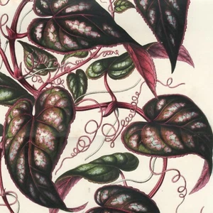 1845 Stunning Van Houtte Double Folio Color Litho CISSUS DISCOLOR (Rex Begonia) - Picture 1 of 7
