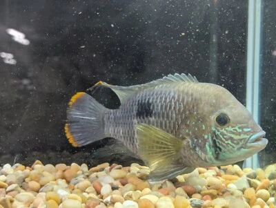 Green Terror 8" ((jumbo female)) - Image 1 of 4