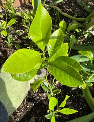 柠檬树 2 件装柠檬树苗活植物,4-7 英寸树 2 树! — 第 1/4 张图片