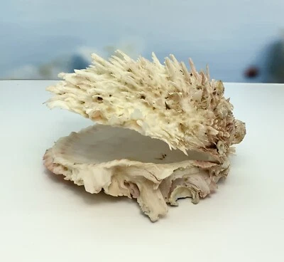 Spondylus Visayensis Spiny Oyster Large 4.5” X 4.5” - Image 1 of 4
