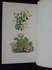 Botanicals, Alpine Plants, Wooster, 1874 s2#04 Teucrium Pyrenaicum