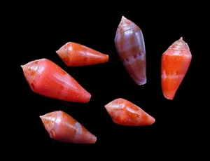 Tatskieshells- Conus corallinus - 19-26 mm ( 6 pcs ) - Picture 1 of 3