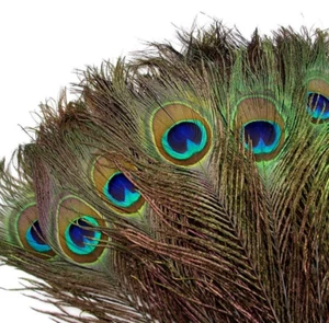 5pcs 26-30cm Peacock Eye Natural Feathers DIY Craft Millinery Vase Smudge Fan - Picture 1 of 7
