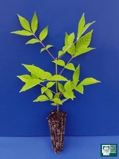 EVODIA HUPEHENSIS TETRADIUM DANIELLI alveolo Albero del miele Bee tree