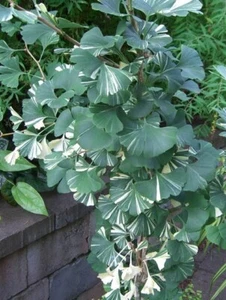 CP 1708 Ginkgo Biloba Variegata white Lighting Seeds semi pezzo 2 piante da giardino - Foto 1 di 1
