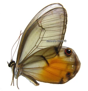 Mariposa/Nymphalidae sin montar - Haetera piera ssp., macho, A- - Imagen 1 de 1