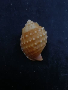 Galeodea echinophora sea shell. 50mm Collector home decor #13846 - Picture 1 of 5