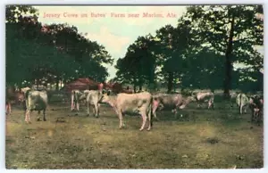 ANTIGUA POSTAL ZIM AÑOS 1910-20 MARION ALABAMA JERSEY VACAS J C MICKLEBORO - Imagen 1 de 2