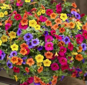 Flower Seeds 80+ Varieties Petunia Alyssum Rudbeckia Sweet Pea Aster Sunflower - Picture 1 of 107