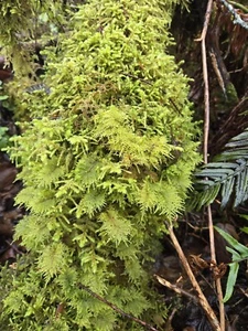 Live Fresh Moss Assortment Terrarium Vivarium Fairy Garden Sandwich Size Bag - Picture 1 of 13
