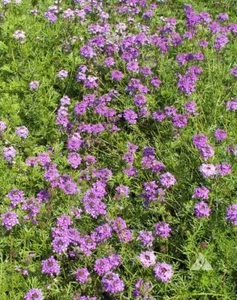 Verbena PURPLE MOSS Perennial 12-18" Flowers Butterflies USA Non-GMO 1000 Seeds - Picture 1 of 8