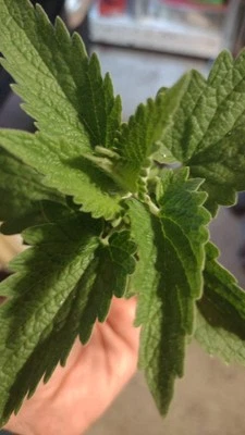 Hierba gatera seca silvestre orgánica Indiana para gatos paquete de muestra de 3 g  Foto 1 de 2