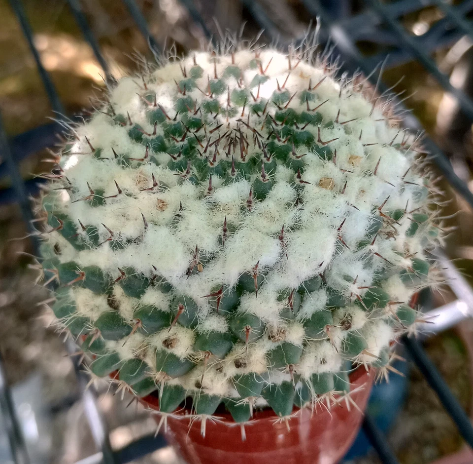 Mammillaria montensis Heavy Wool Between Tubercles - Image 1 of 1