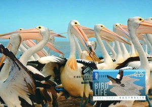 2011 Pelicans POSTCARD Maxicard $2.25 International Stamp Cancelled in Marree SA - Picture 1 of 2