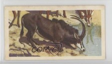 1962 Brooke Bond African Wild Life Tea Sable Antelope #37 1md