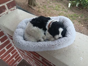 PERFEKTER PETZZZ COCKER SPANIEL PLÜSCH WELPE HUND ATMENDES TIER REALISTISCHES HAUSTIER - Bild 1 von 5