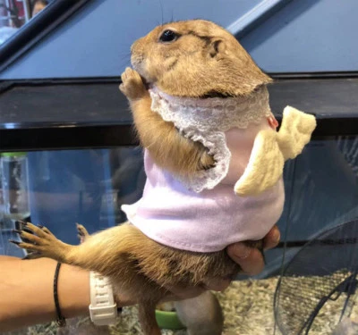 LOVELY HOUSE DESIGN Angel wings Harness for Rat Rabbit Ferret Guinea pig Samll Animals Jacket & Lead