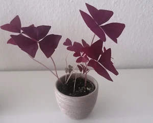 Oxalis Roter Glücksklee 4 Rhizome Schmetterlingsklee Klee - Bild 1 von 1