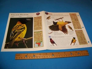 Village Weaver Photo / Information Page Wildlife Explorer 1998 - Picture 1 of 3