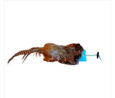 Cock pheasant pelt + 1/2lb dummy canvas feather dog training aid