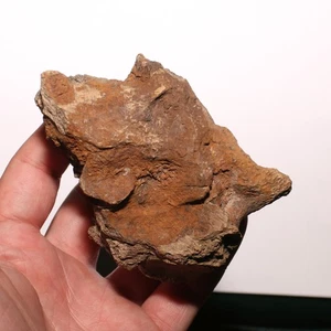 Dinosaur Brain Case - Authentic Fossil from Hell Creek Formation - Cretaceous - Picture 1 of 12