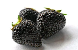 SEEDS strawberry GENUINE Black 100% ORGANIC Not Plug Plant RARE - Picture 1 of 1