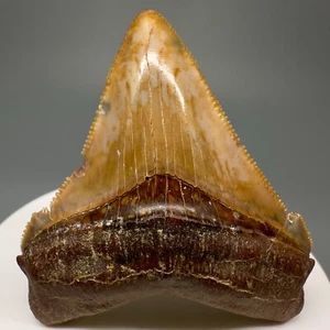 Sharply serrated, Colorful 2.23" Fossil CHUBUTENSIS Shark Tooth- Peru - Picture 1 of 6