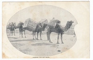 Tren de camello Onepah Broken Hill ANTIGUA foto real postal NSW por Brokenshire 1908 - Imagen 1 de 2