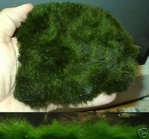 Schnellwüchsige Pflanzmatte Pflanzen für Aquarium + Terrarium * Wasserrasen Deko - Bild 1 von 2