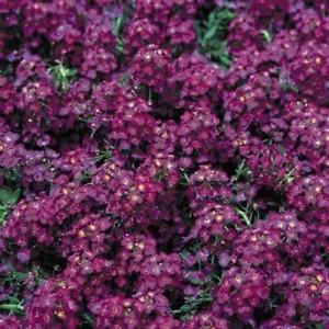 Alyssum Samen, 300 Alyssum Marine Eastern Night Samen, Lobularia lila -617A - Bild 1 von 2