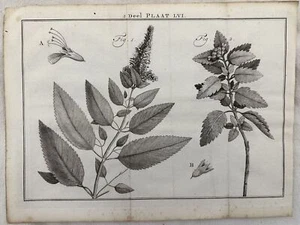 Maarten Houttuyn Deel Plaat Lvi Botanica 1759 Birch Botany Blossom - Picture 1 of 2