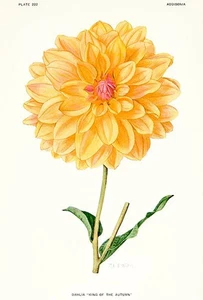 Dahlie - König des Herbstes - 1921 - Blumenillustration Magnet - Bild 1 von 2