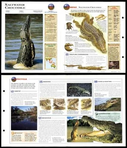 Saltwater Crocodile #31 Reptiles - Wildlife Explorer Fold-Out Card - Picture 1 of 1