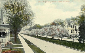 ROCHESTER NY OXFORD STREET PINK MAGNOLIAS 1912 P/C - Foto 1 di 2