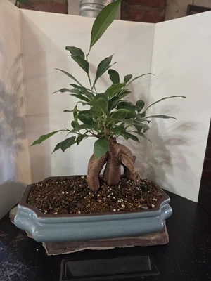 Microcarpa Ficus Ginseng  Bonsai - Image 1 of 4