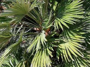 SAMEN HANFPALME Garten Palme Gartenbaum Kübelpflanze winterhart pflegeleicht. - Bild 1 von 2