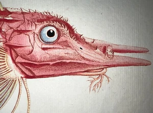 1st EDITION BLOCH OBLONG FOLIO H/C RARE FISH - Rochet- #349 - Picture 1 of 2