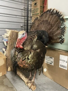 Taxidermy Turkey And Perch - Picture 1 of 4