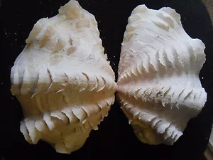 Whole 10-inch fluted clam - BEAUTIFUL Tridacna squamosa - Picture 1 of 4