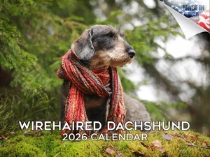 Dackel - Drahthaariger Hunderasse Kalender 2026 12x18 Made in USA - Bild 1 von 7