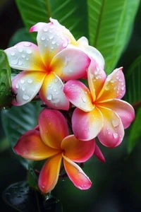 ZT 2203XZ Plumeria Gill Mix rosa versión Frangipani semillas pieza 3 - Imagen 1 de 1
