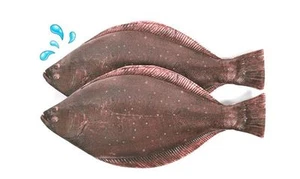 Flatfish Halibut Real Fish-like Zipper Pencil Case Funny Rare Pen& Make-up Pouch - Picture 1 of 8