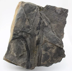 Pflanze, Calamites sp., Karbon, Stephan, Graissessac, Frankreich (eb4365) - Picture 1 of 4