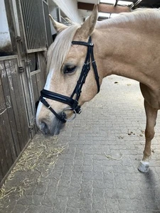 Schockemöhle Sports Trense Schwedisches Reithalfter weiches Leder Pony - Bild 1 von 5