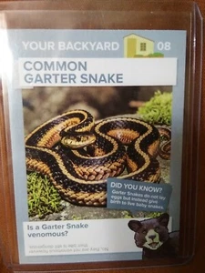 Winn Dixie Go Wild Gemeine Strumpfbandnatter - Bild 1 von 1