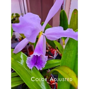Orchid FLASK: Cattleya jenmanii coerulea Blue Form ~100 seedlings per Flask - Picture 1 of 8