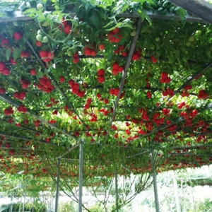 6 Tomato Tree Seeds for Planting Tamarillo Cyphomandra betacea - Picture 1 of 6