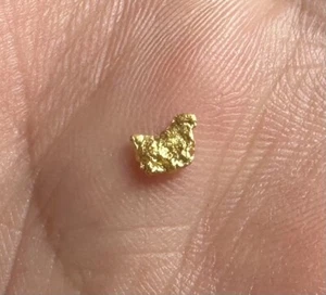 AUSTRALIAN NATURAL GOLD NUGGET 0.215 grams DETECTOR COIL PROSPECTING JEWELLERY 3 - Picture 1 of 8