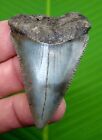 GREAT WHITE Shark Tooth - XL 2 & 7/16  inch *  SERRATED * REAL FOSSIL 